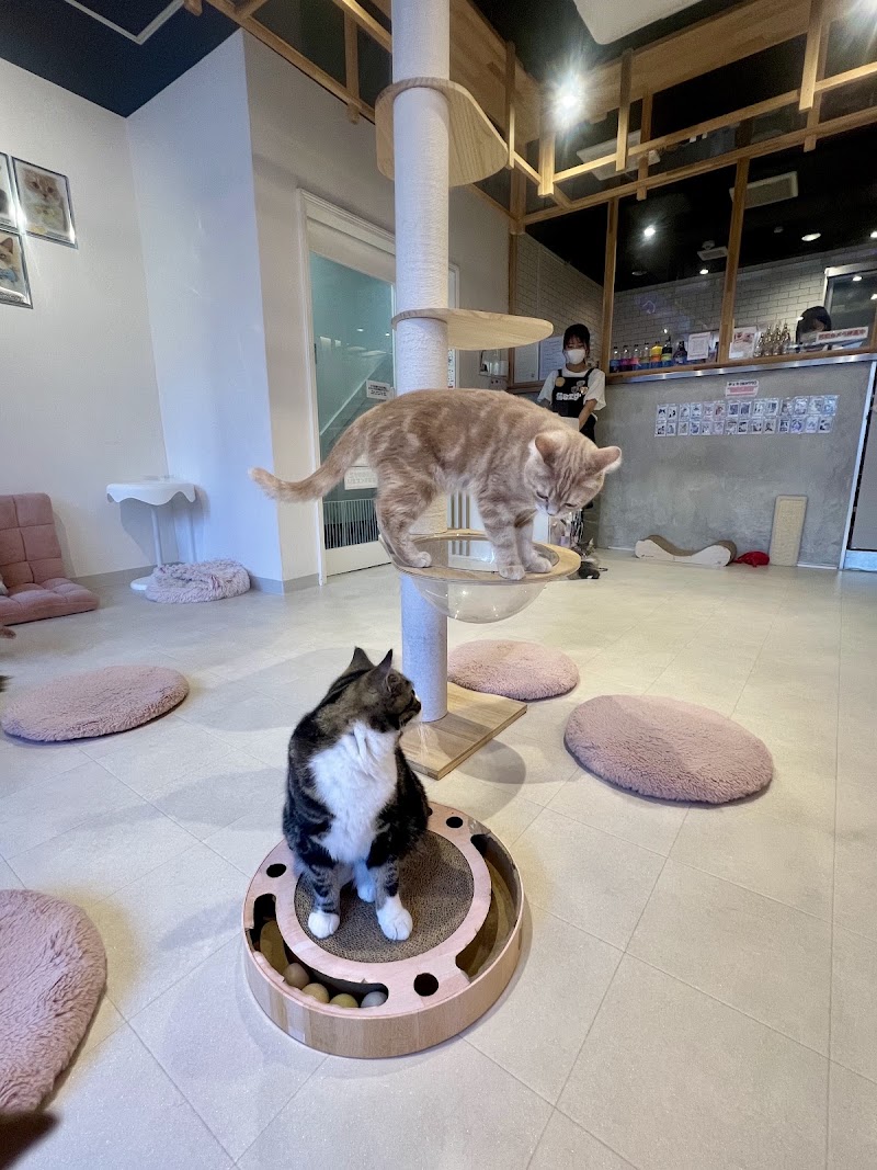 猫カフェ Nekohos(博労町)(大阪)
