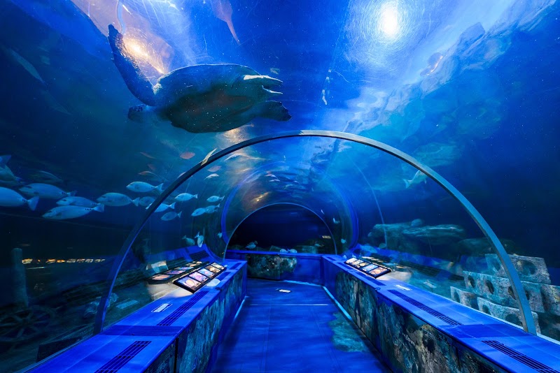 しながわ水族館（平日）（東京）